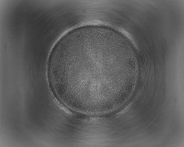 X0000074281326200608251308