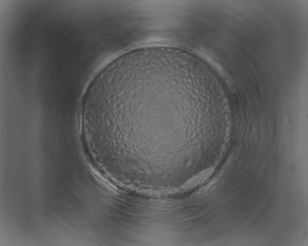 X0000074281413200608251306