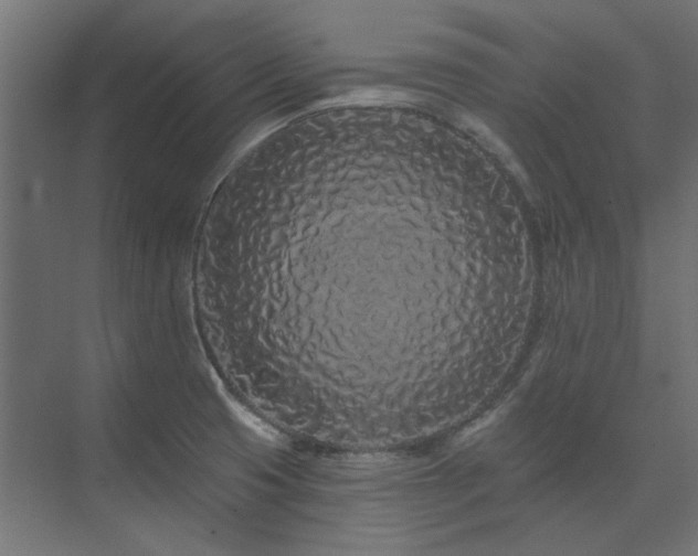 X0000074281425200608251306