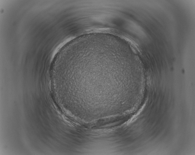X0000074281117200609011335