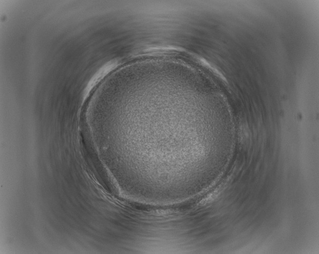 X0000074281362200609011331