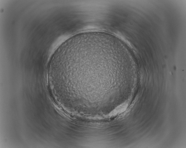 X0000074281413200609011330