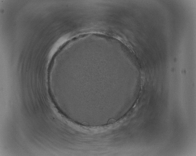 X0000074280006200609081838