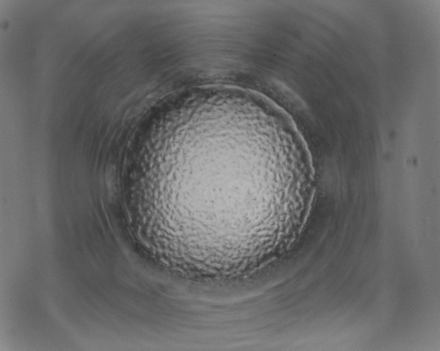 X0000074280026200609081838