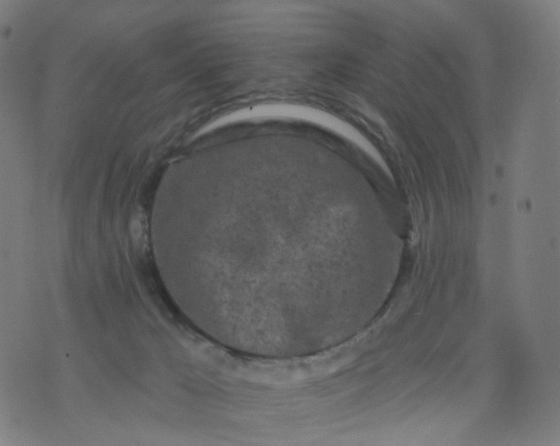 X0000074280029200609081838