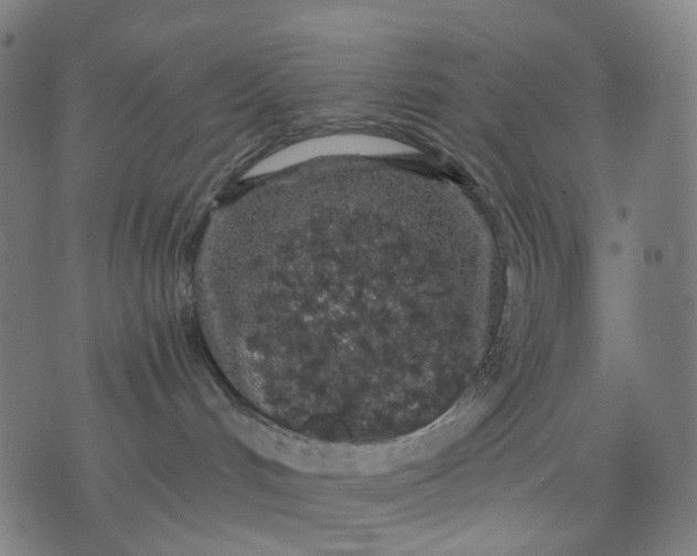 X0000074280048200609081838