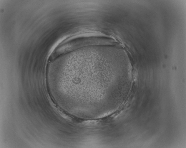 X0000074280052200609081837