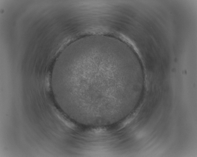 X0000074280065200609081837