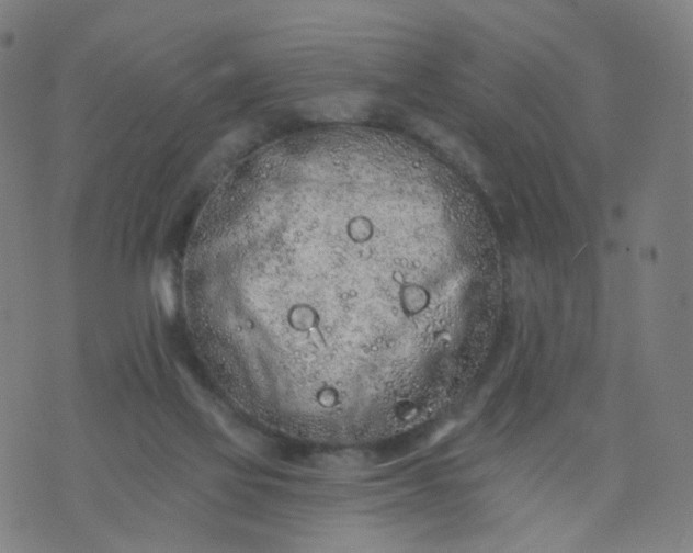 X0000074280069200609081837