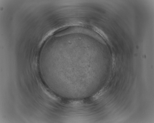 X0000074280155200609081836