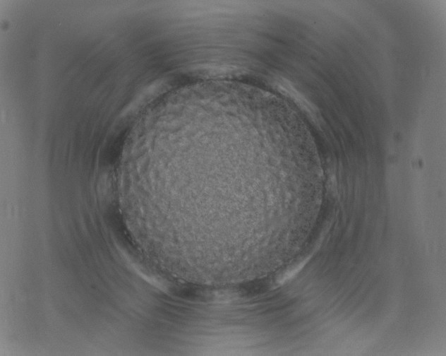 X0000074280165200609081836