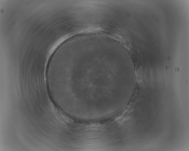 X0000074280196200609081835