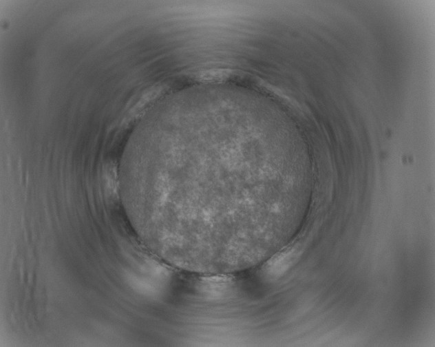 X0000074280240200609081835