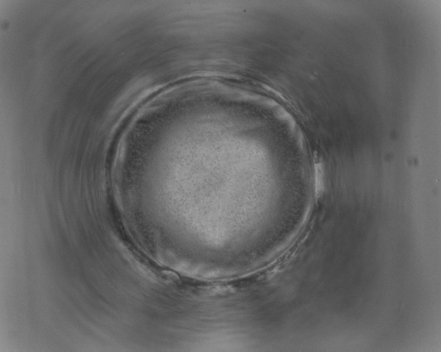 X0000074280243200609081834