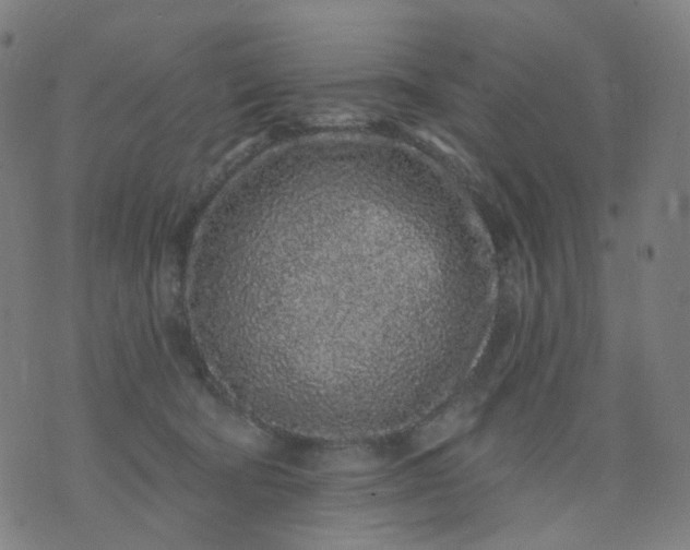 X0000074280322200609081833