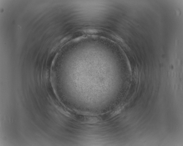 X0000074280330200609081833