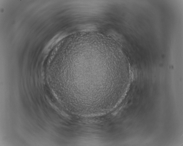 X0000074280339200609081832