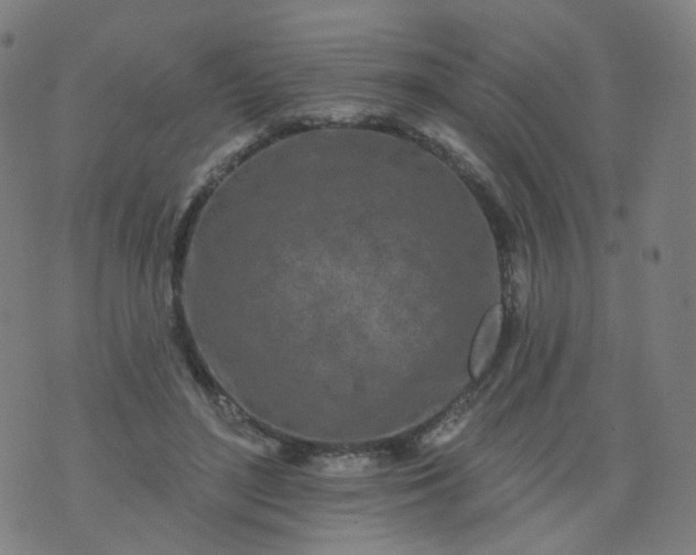 X0000074280500200609081830