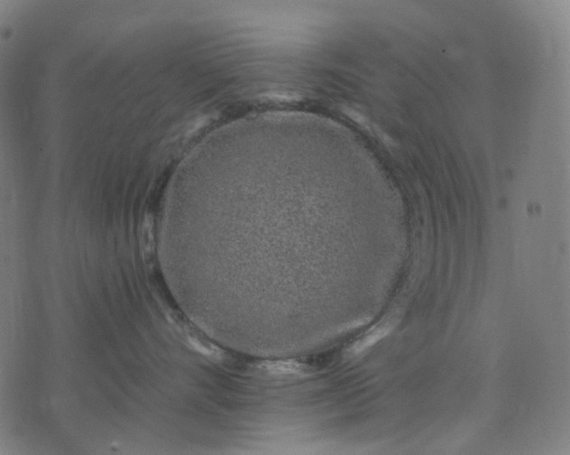 X0000074280528200609081830