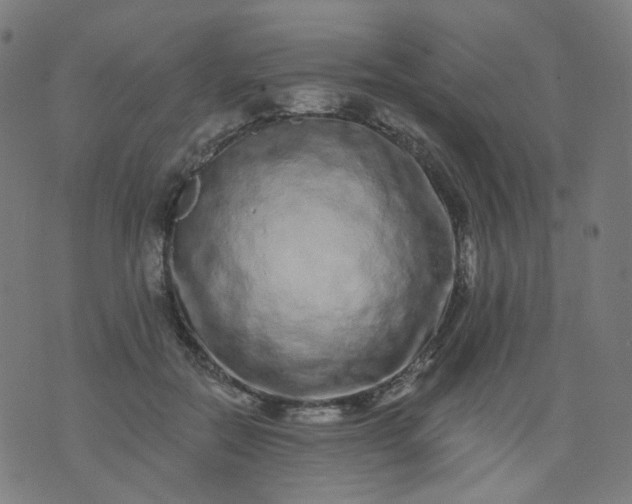 X0000074280554200609081830