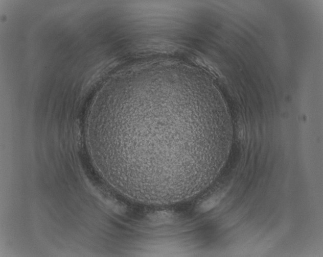 X0000074280594200609081829