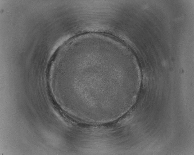 X0000074280626200609081827