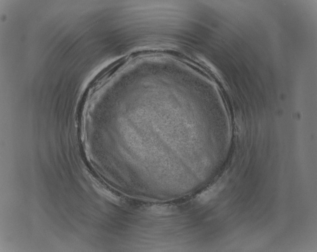 X0000074280779200609081826