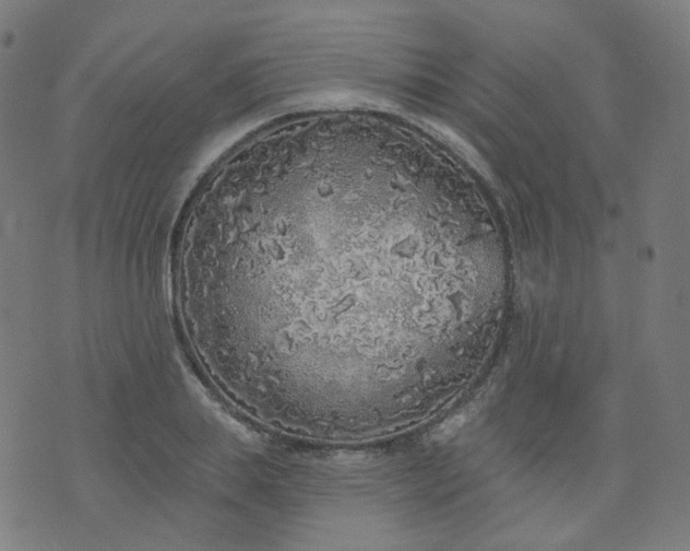 X0000074280839200609081825