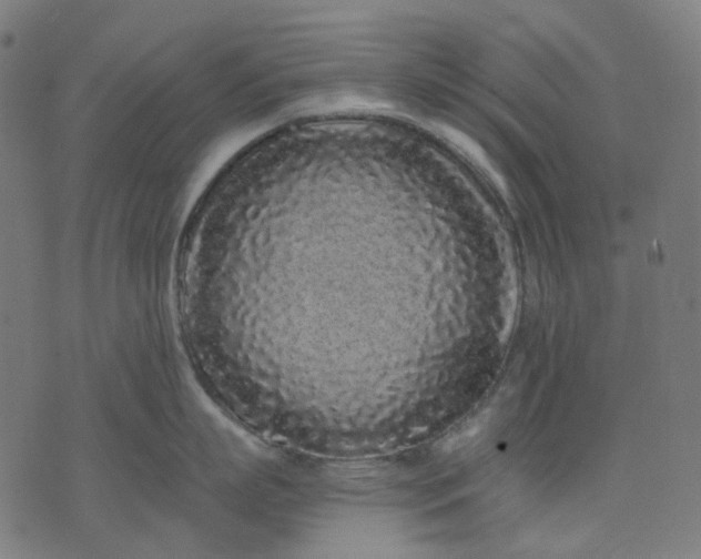 X0000074280863200609081825