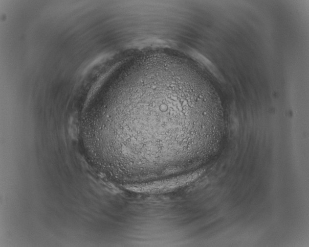 X0000074281063200609081821