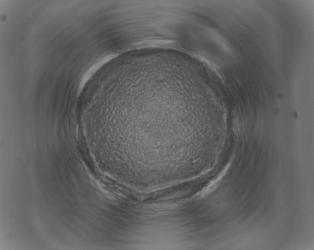 X0000074281117200609081820