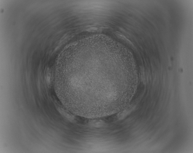 X0000074281154200609081820