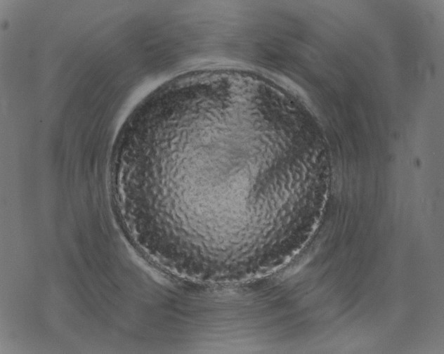 X0000074281231200609081819