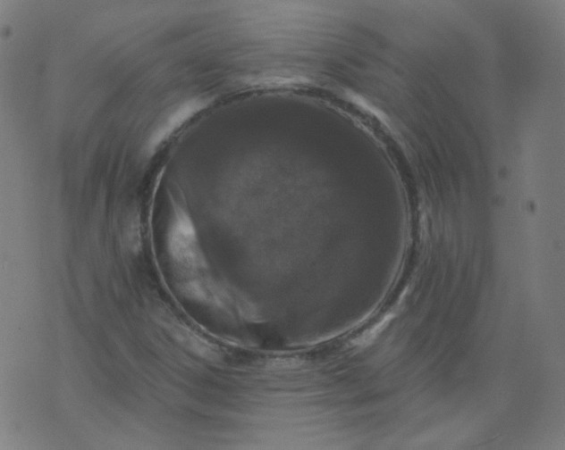 X0000074281306200609081817