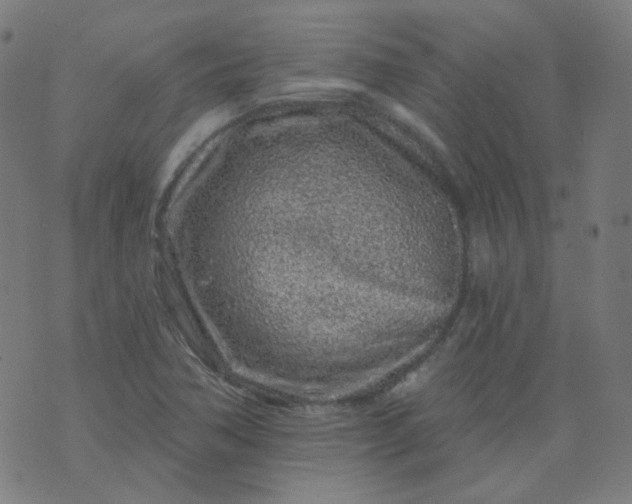 X0000074281362200609081816