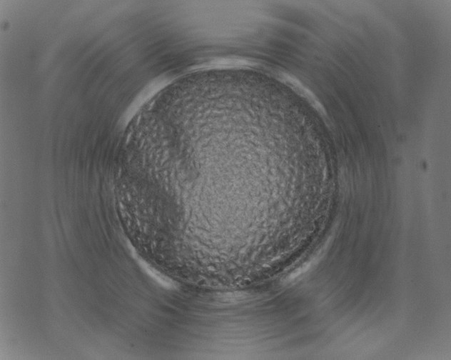 X0000074281425200609081816