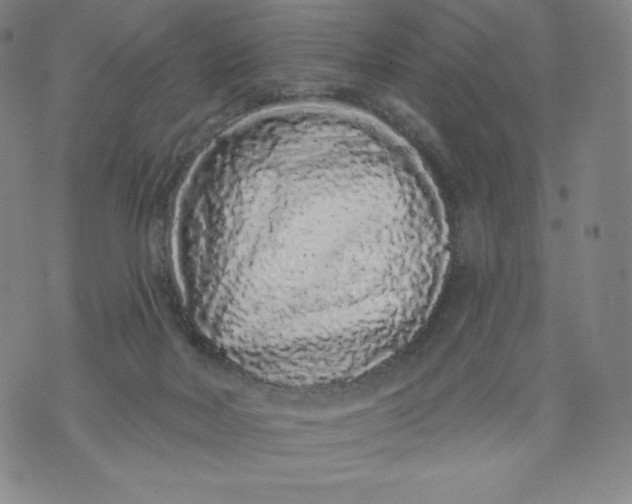 X0000074280026200609151903
