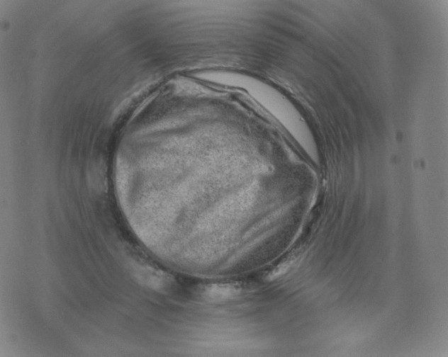 X0000074280303200609151858