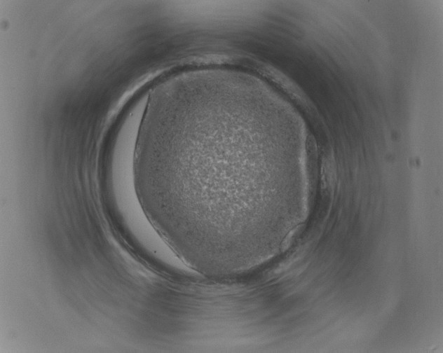 X0000074280722200609151851