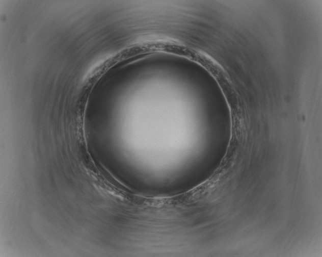 X0000074280775200609151851