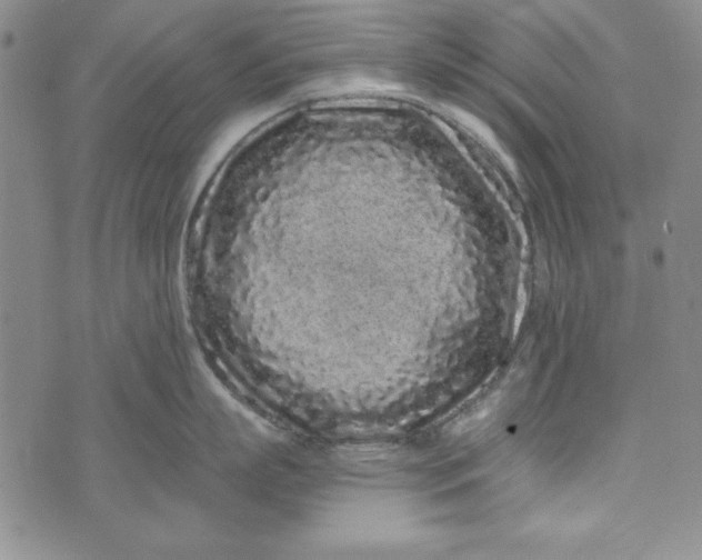 X0000074280863200609151850