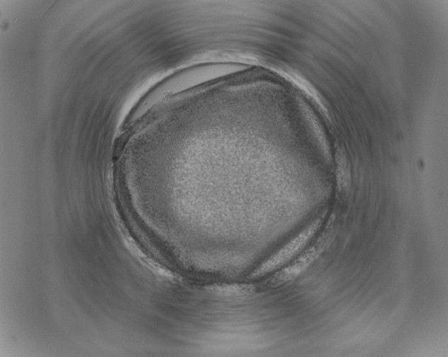 X0000074280896200609151849