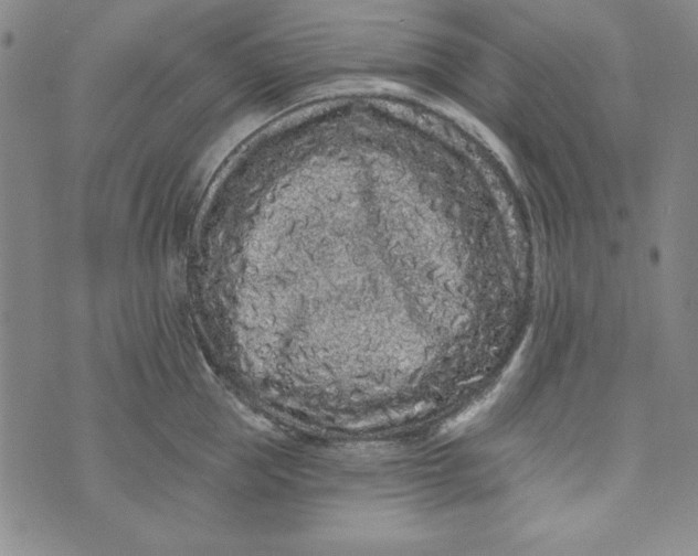 X0000074280953200609151848