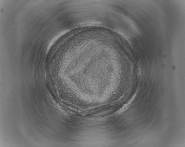 X0000074281117200609151845