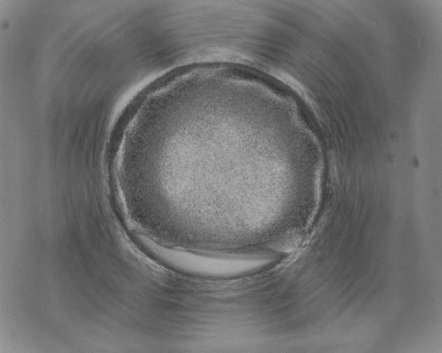 X0000074281120200609151845