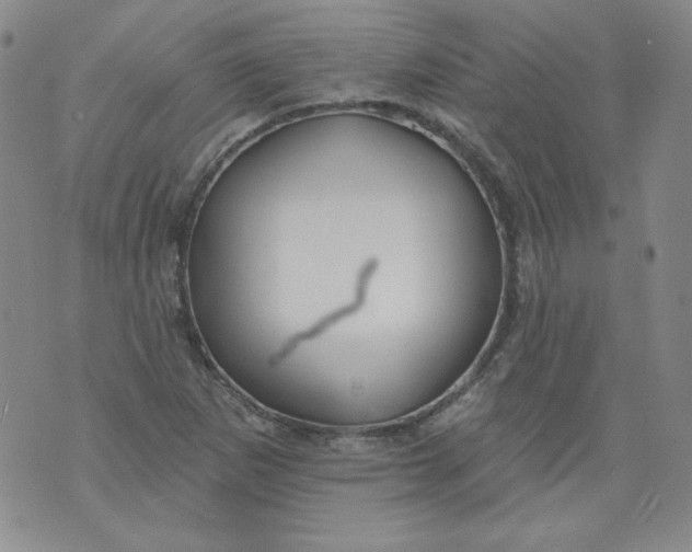 X0000074281265200609151843