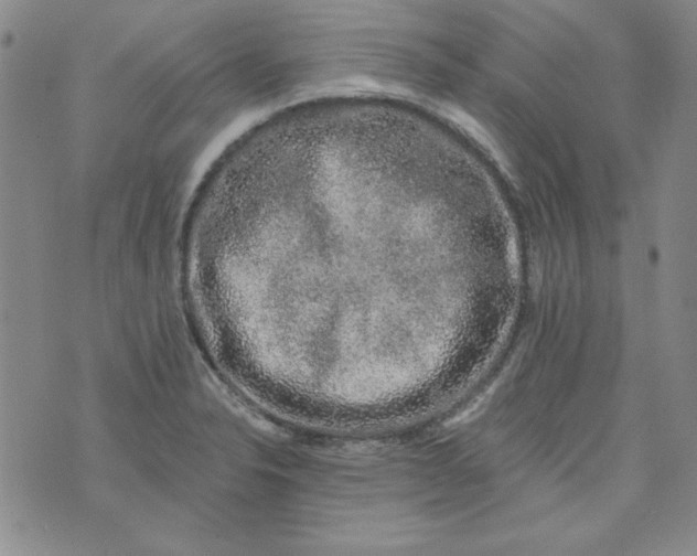 X0000074281326200609151842