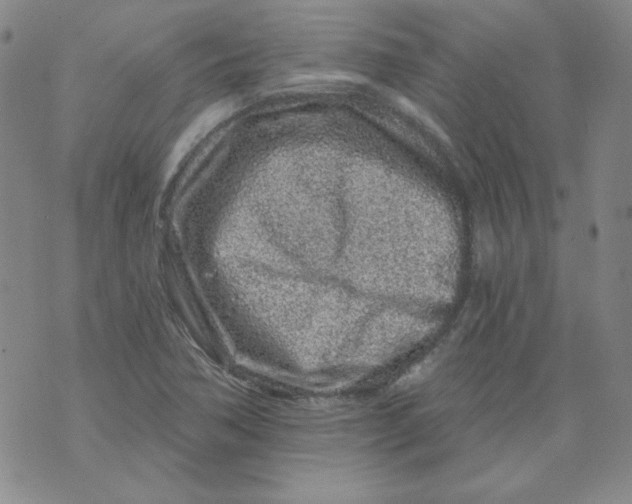 X0000074281362200609151841