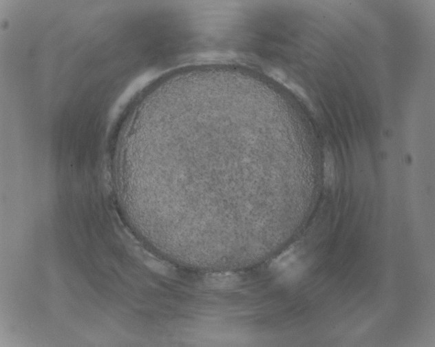 X0000074281454200609151840