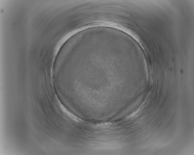 X0000074281535200609151839